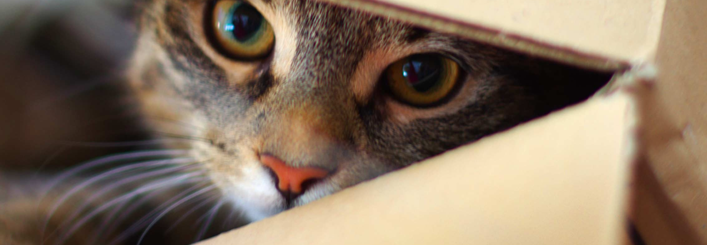 Kitten eyes