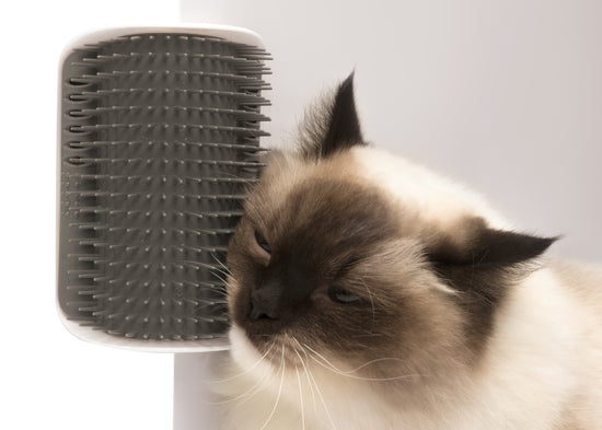 Cat self groomer 