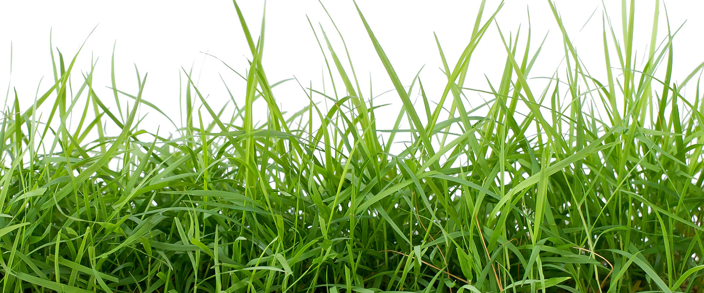 Grass planter