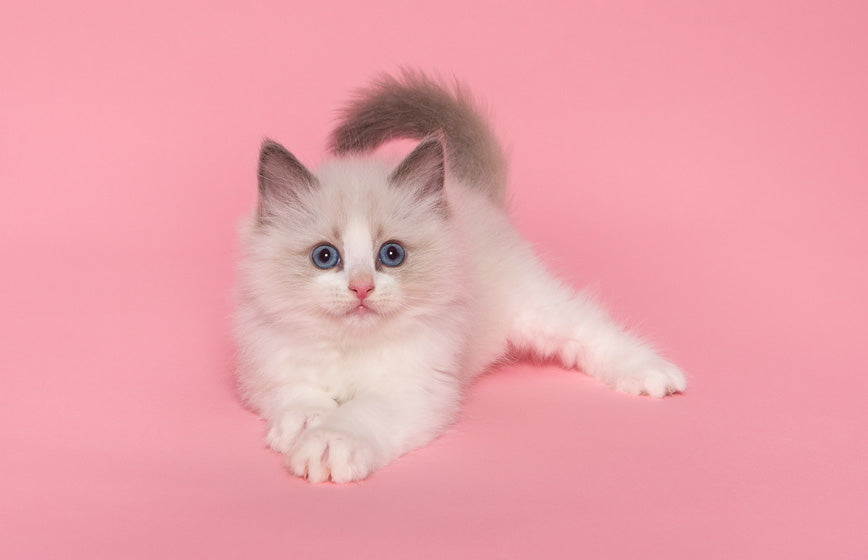 Kitten staring pink background zoomed in