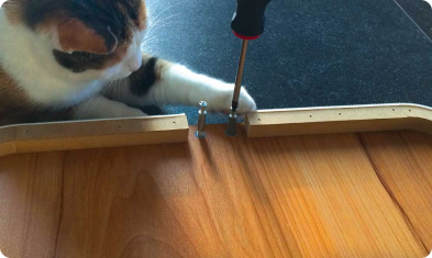 Cat playing with screw