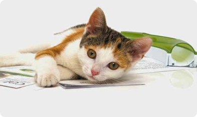 Cat laying down next to wave circuit toy