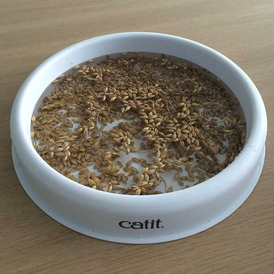 Cat grass planter - step 1