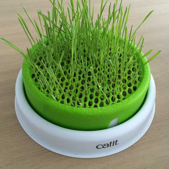 Cat grass planter - step 9
