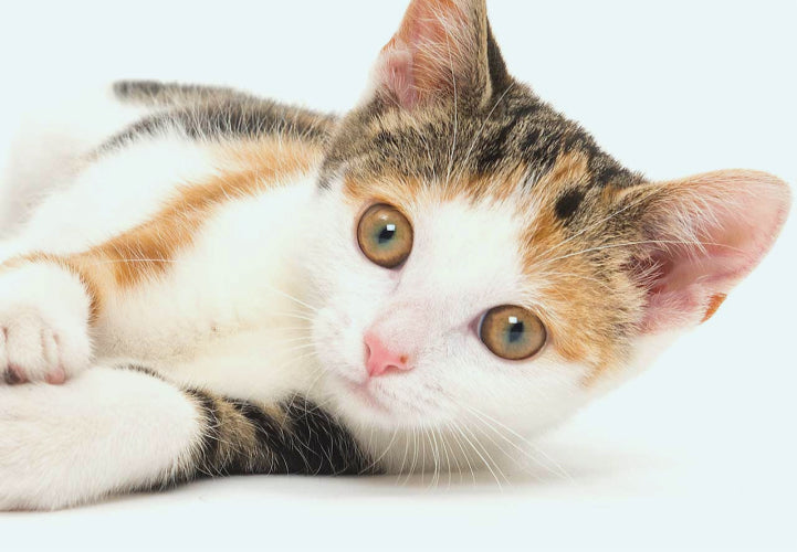 Kitten staring white background 