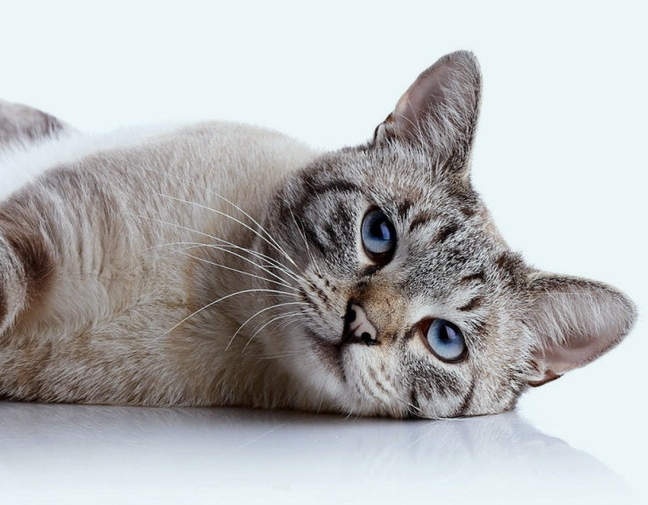 Kitten laying on the side blue background 
